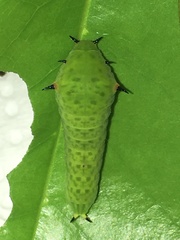 Graphium agamemnon agamemnon