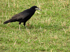 Corvus frugilegus