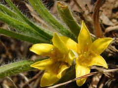 Hypoxis floccosa