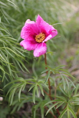 Paeonia hybrida