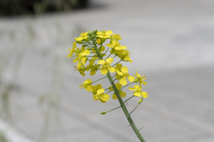 Brassica oleracea