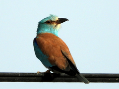 Coracias garrulus