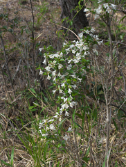 Diabelia spathulata