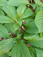 Scopolia carniolica