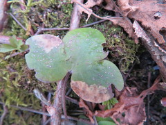 Phytomyza abdominalis