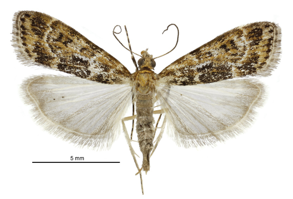 Scoparia animosa