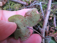 Phytomyza abdominalis