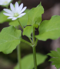 Stellaria sessiliflora