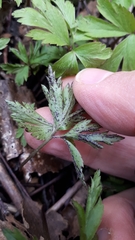 Synchytrium anemones