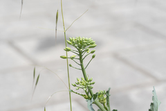 Brassica oleracea