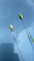 Phalaris caroliniana