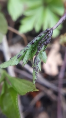 Synchytrium anemones