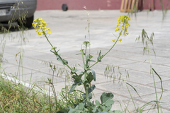 Brassica oleracea