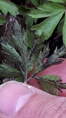 Synchytrium anemones