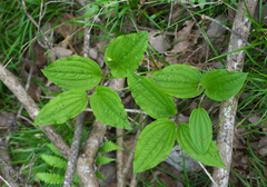 Croomia heterosepala