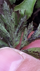 Synchytrium anemones