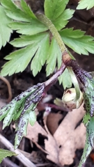 Synchytrium anemones