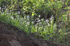 Tecophilaea violiflora