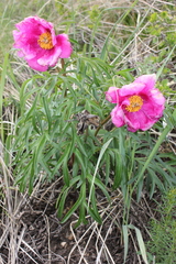 Paeonia hybrida