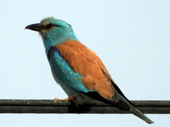 Coracias garrulus