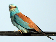 Coracias garrulus
