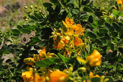 Senna cumingii
