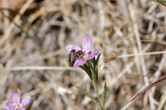 Acmaeodera retifera