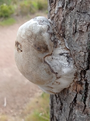 Fungi