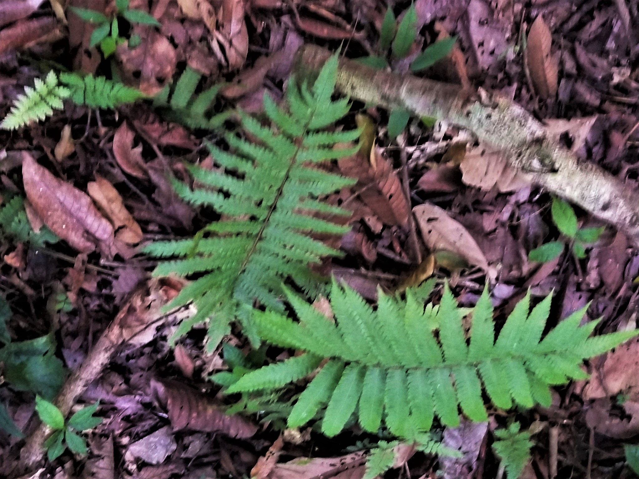 Amauropelta linkiana