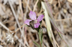 Acmaeodera retifera