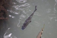 Acanthopagrus pacificus