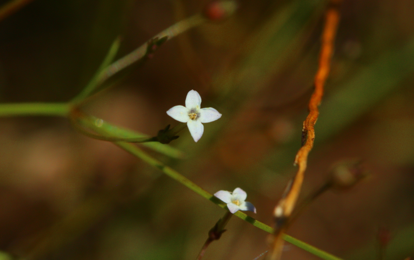 Oldenlandia herbacea