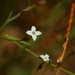 Oldenlandia herbacea - Photo 由 tjeerd 所上傳的 (c) tjeerd，保留部份權利CC BY-NC
