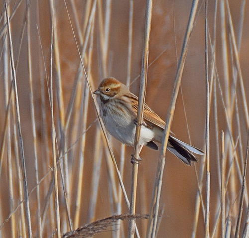 Escribano palustre (Emberiza schoeniclus)