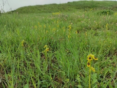 Ophrys lutea