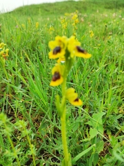 Ophrys lutea