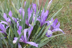 Iris lactea biglumis