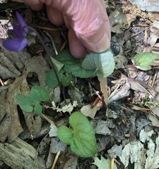 Viola walteri