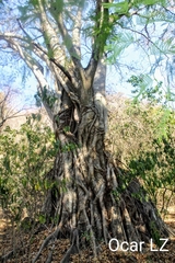 Ficus velutina