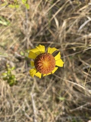 Gaillardia aestivalis