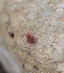 Allothrombium fuliginosum