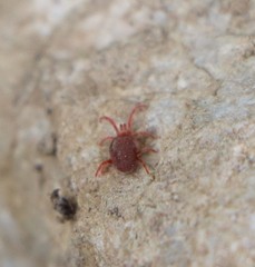 Allothrombium fuliginosum