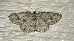 Melanolophia imitata