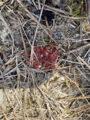 Drosera capillaris