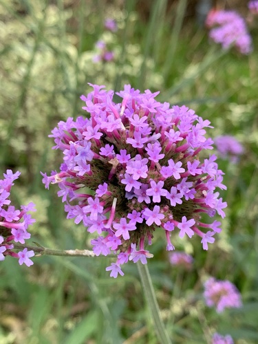 Verbena bonariensis