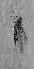 Siphlonuridae