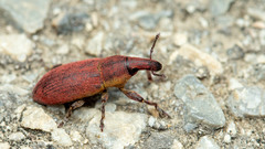 Lixus angustus
