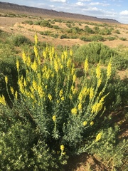 Linaria ventricosa image