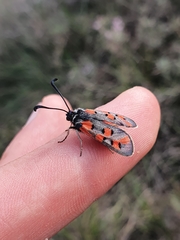 Zygaena rhadamanthus