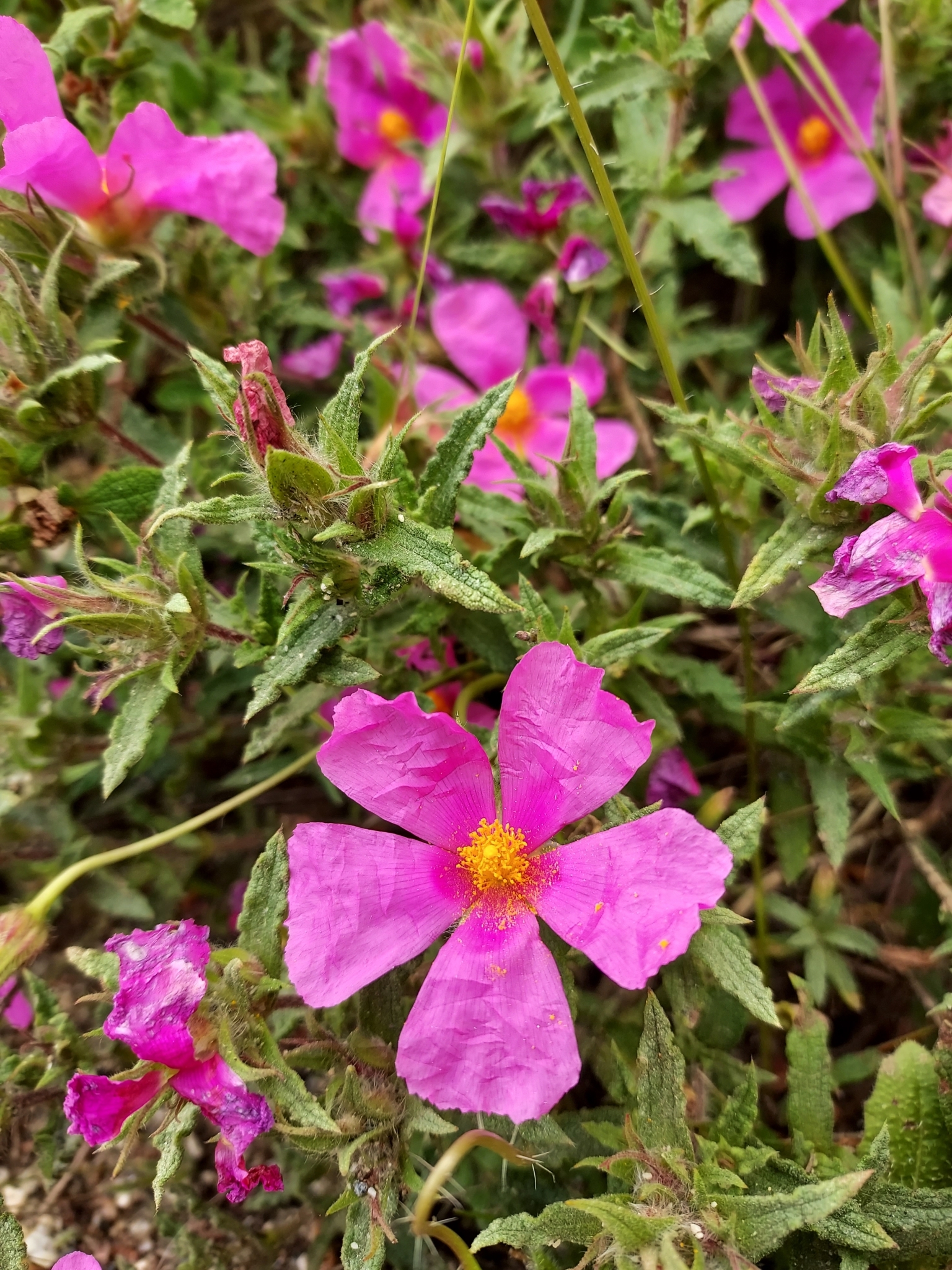 Cistus crispus